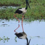 A jabiru, one of the bazillions of stunning creates youll see in Kakadu