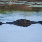 Saltwater crocodile: an incredible beast when youre up close and personal...