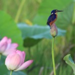 A kingfisher rests on lilies in Yellow Water Lagoon